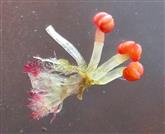   Male Flowers and bracteoles